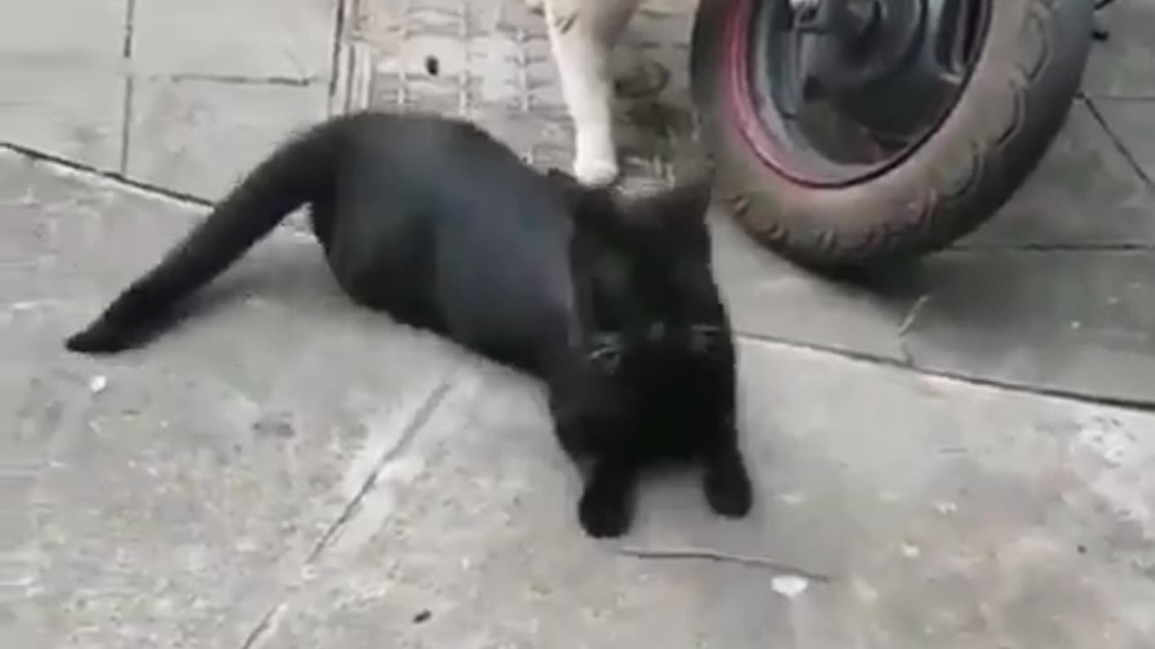 Cat caught cheating