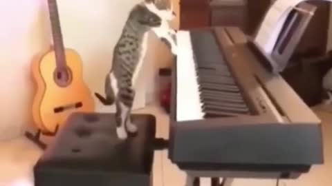 Cat Funny Scenes 🤣😂Must Watch