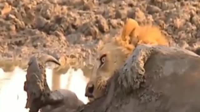 The buffalo is caught in the mud and becomes prey to lions.