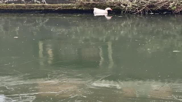 Goose Rescued from Frozen Canal