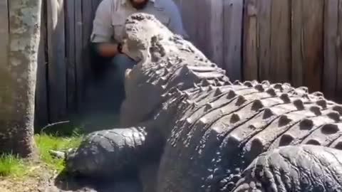 This is a beautiful and charming water-dwelling species