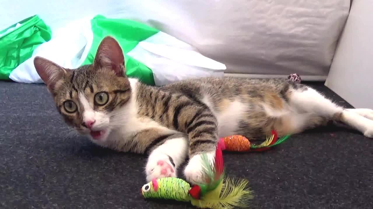 Crazy Cute Kitten Plays with Cat Toys