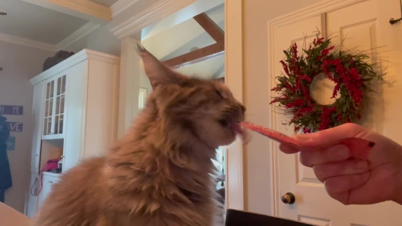 Maine coon kitten loves treats