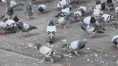 Haram Pigeons