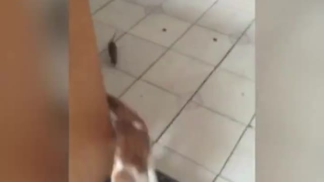 Mouse want to Caught Cat