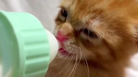 Masoom So cute cat #rumble#followme