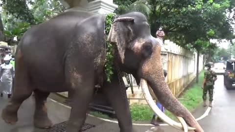 Sri lanka tusker come to kandy with government security