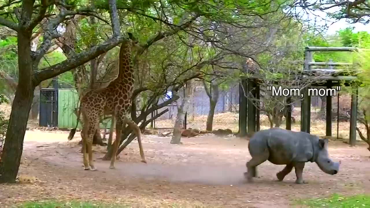 30 TIMES ANIMALS MESSED WITH THE WRONG OPPONENT