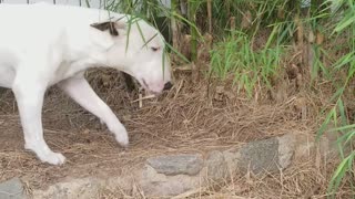 Mexican Bamboo Bully Trance, Chief the Bull Terrier