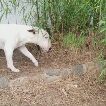 Mexican Bamboo Bully Trance, Chief the Bull Terrier