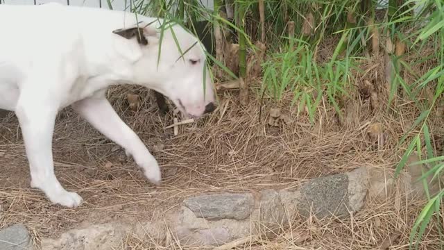 Mexican Bamboo Bully Trance, Chief the Bull Terrier