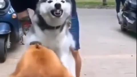 Can't stop laughing