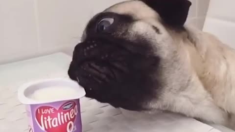 Funny and smart dog