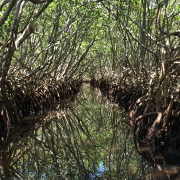 Weedon island kayaking