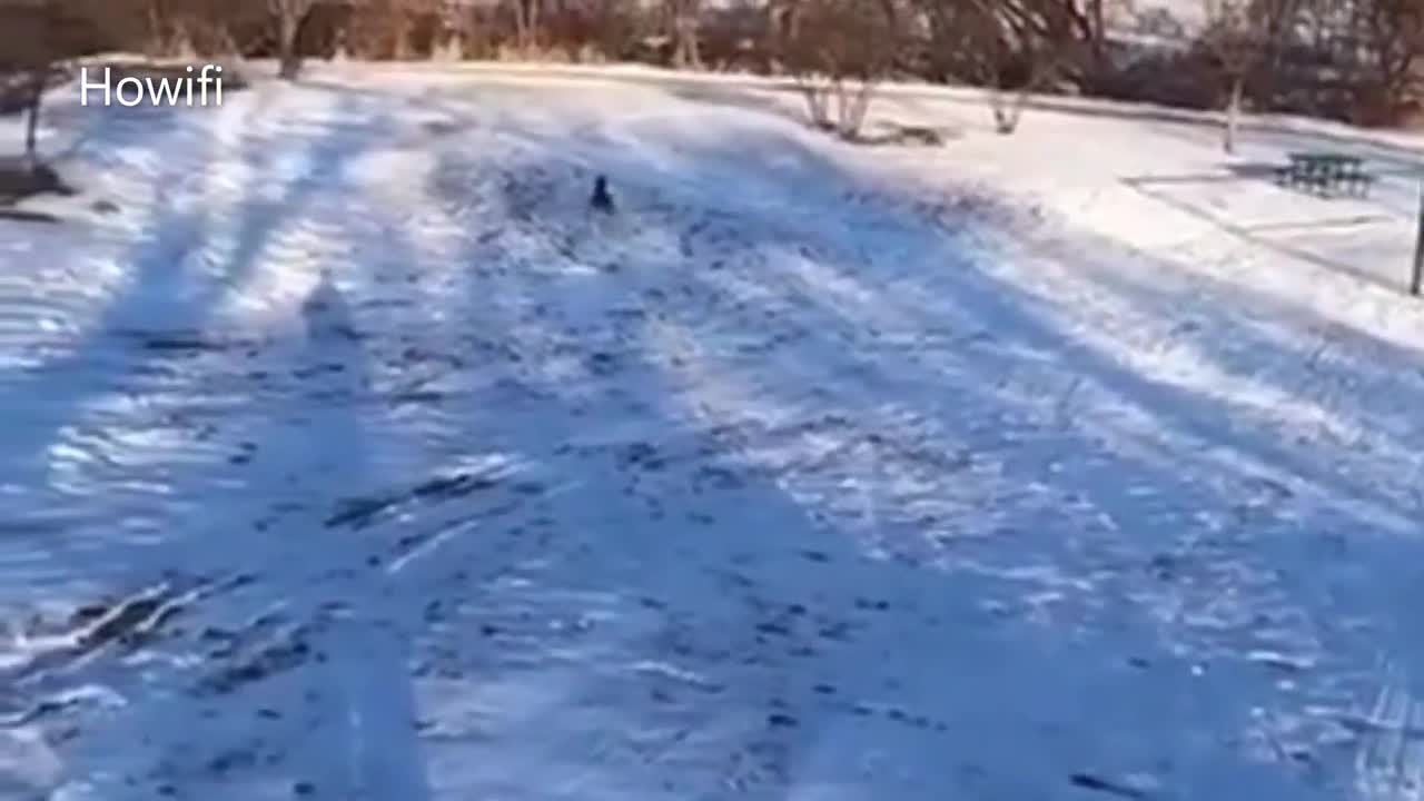 PERRITO JUGANDO EN LA NIEVE