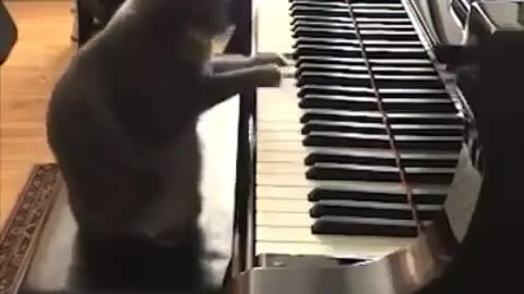 CAT PIANIST