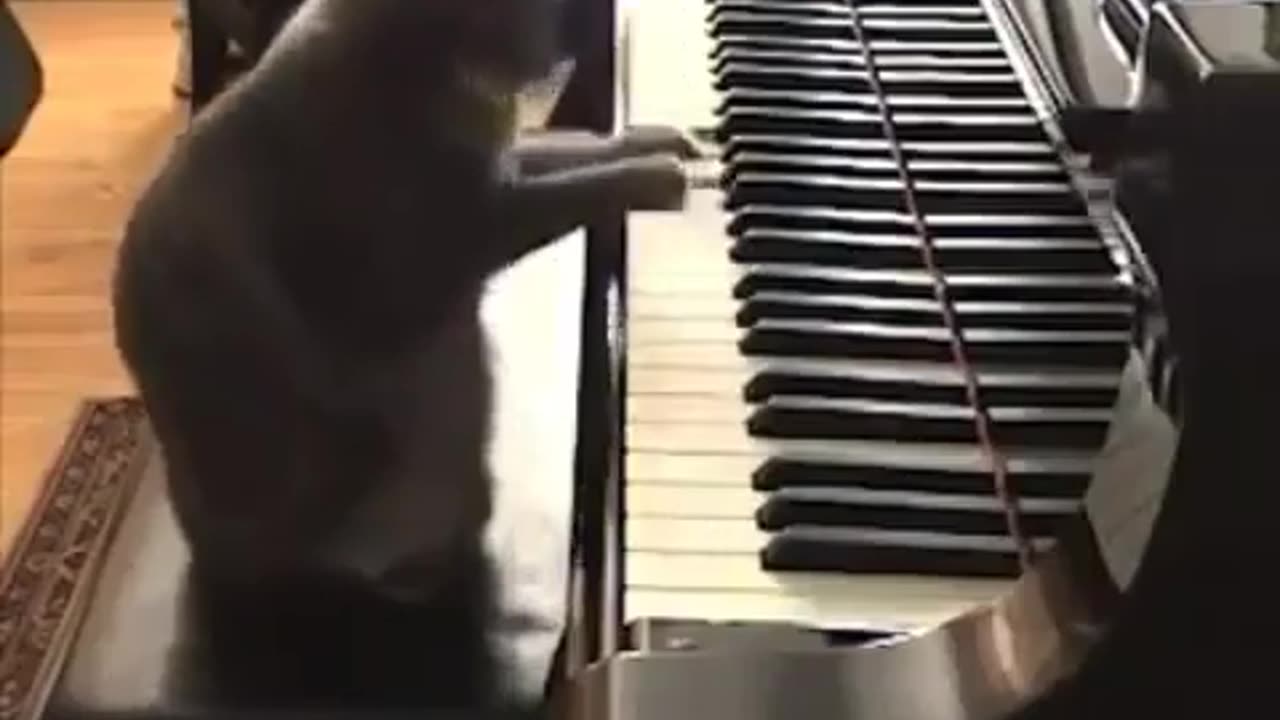 CAT PIANIST