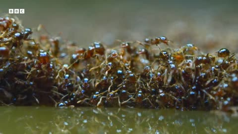 Fire Ants Build a Living Raft A Perfect Planet BBC Earth