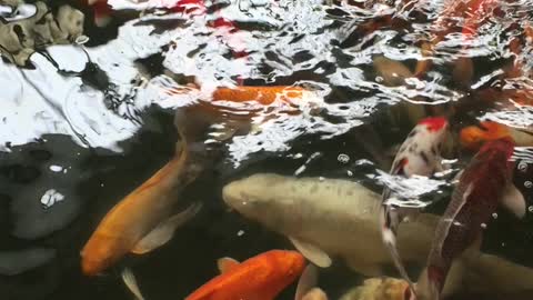 Fish Wonderful view