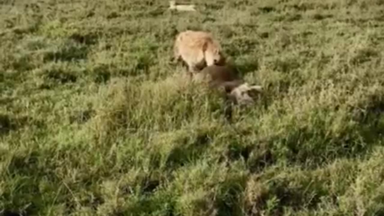 For the first time, a cheetah and a hyena agree on their prey and share it among each other