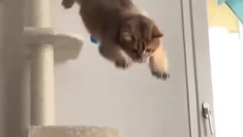 Cat funny jump