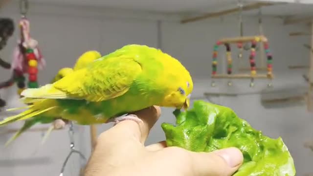 The smallest parrots trying to eat their foods for launch