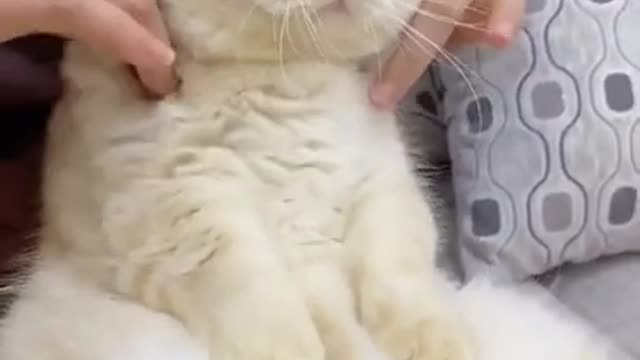 Cute Cat | Cute Pets Funny Animals Compilation