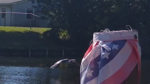 Great blue heron skipping