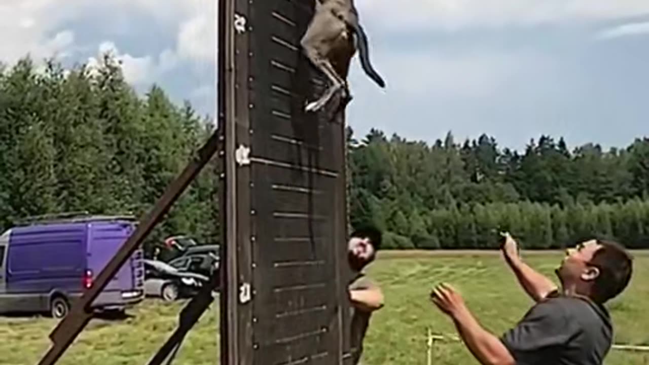 Tough Dogs