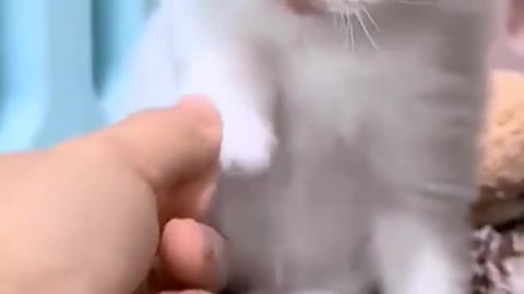 Cute cat video best cat video