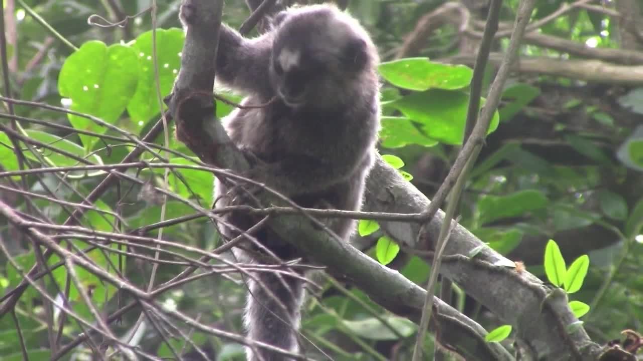 Little monkey in brazil