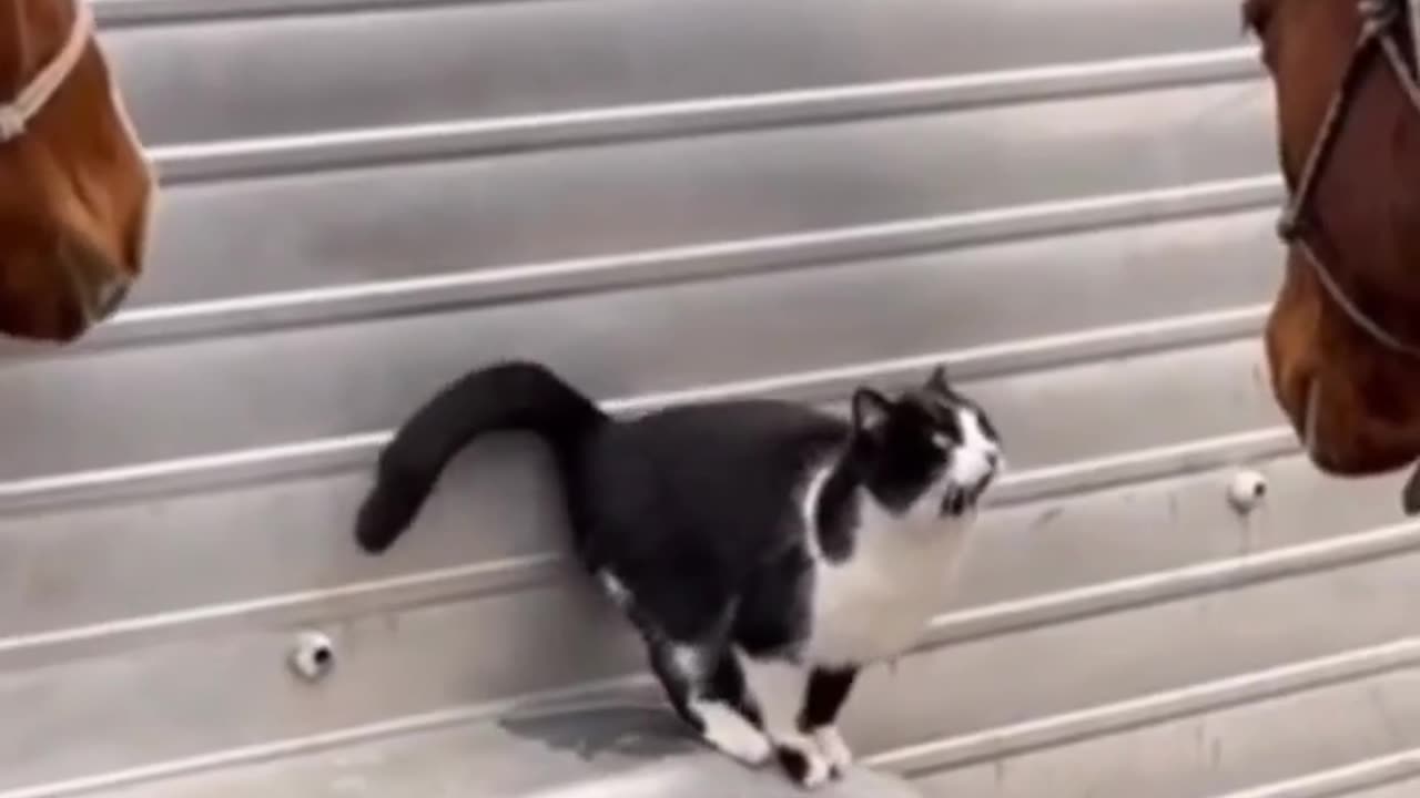 Funny Animals