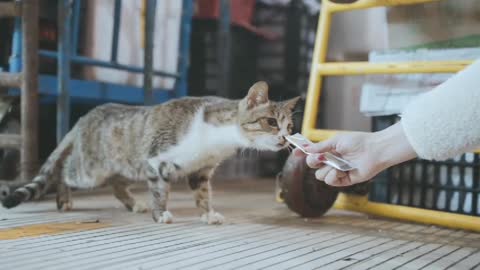 These Cat At The Fish Markets Are So Cute Pt10