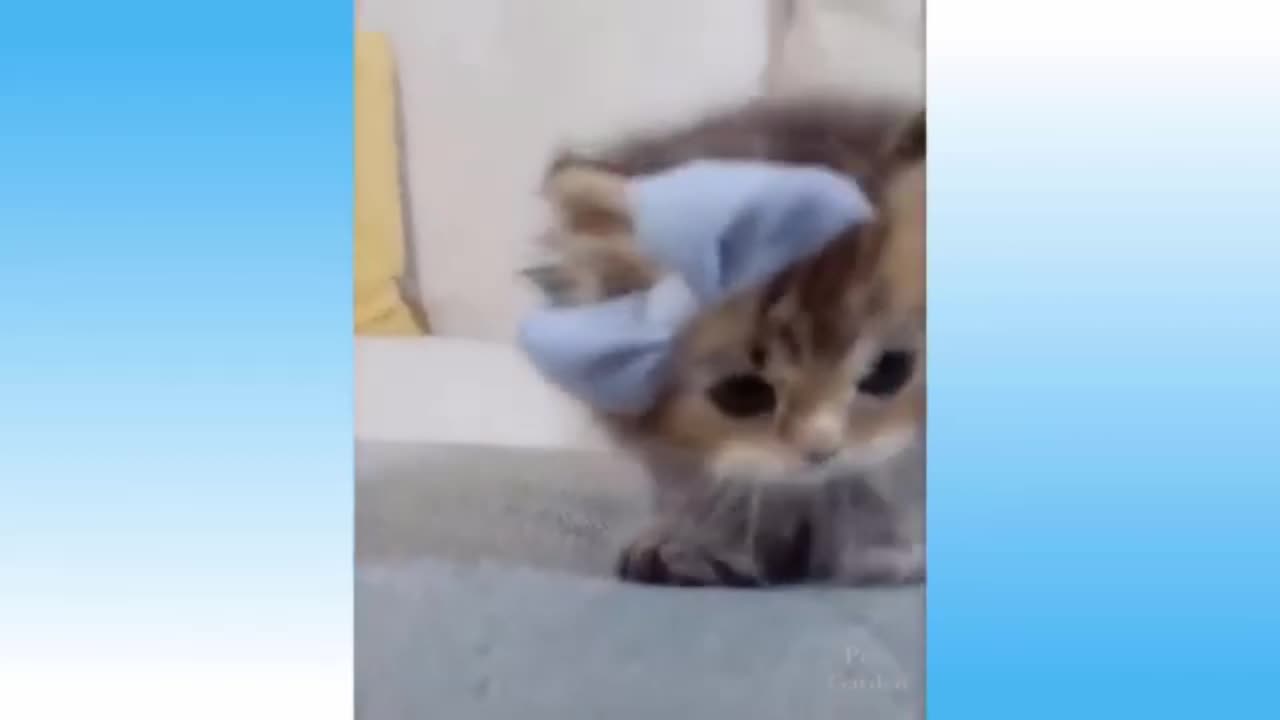 The Best Funny Moments of Cats Part 4