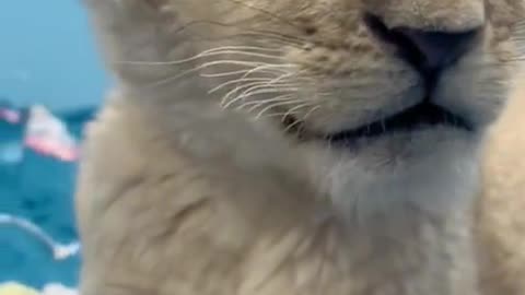 Real lion