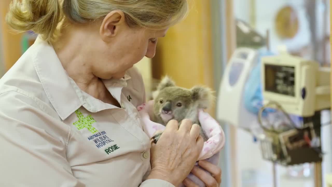 Baby koala finds comfort in stuffed animal after mother's tragic death