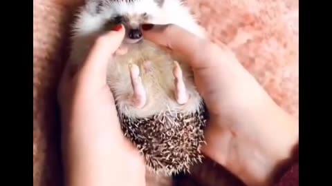 cute baby animals | part -2