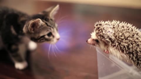 Little Kitten Hassing...🐶😺🐶😺🐶😺