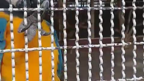 Parrot video