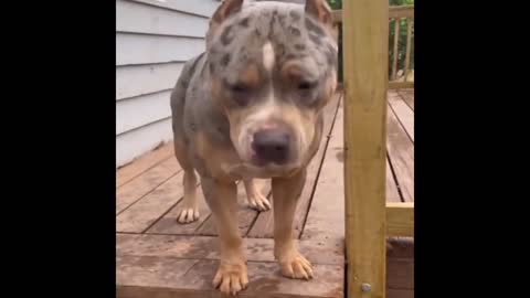 Baby Dogs Cute and Funny Dog