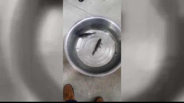 Incredible! Watch a frozen fish came back to life...