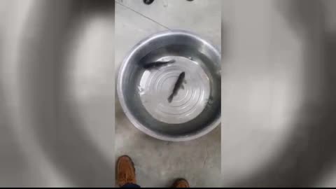 Incredible! Watch a frozen fish came back to life...