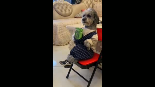 Dog with a lot of personality