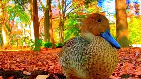 Cute duckling duck under the autumn