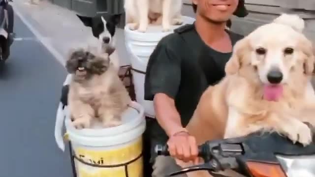 When the dogs have more balance on the bike than I
