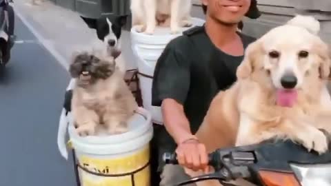 When the dogs have more balance on the bike than I