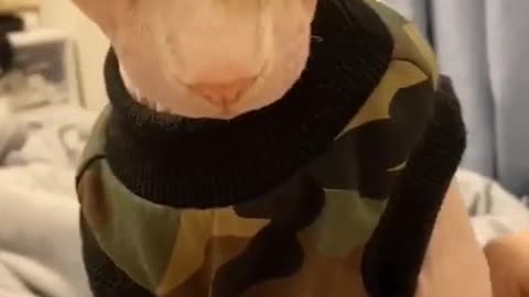 Hairless cat