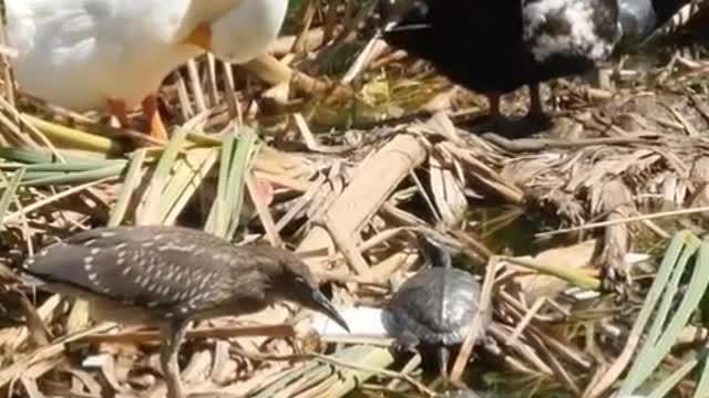 Ducks around a dirty and polluted river