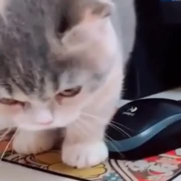 Try not to laugh-Cutest Kittens & Pups -15