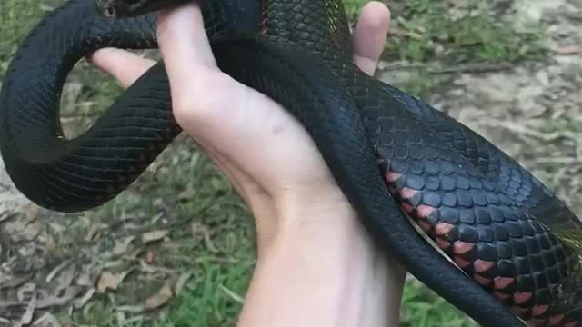 Venomous Snake Relaxing